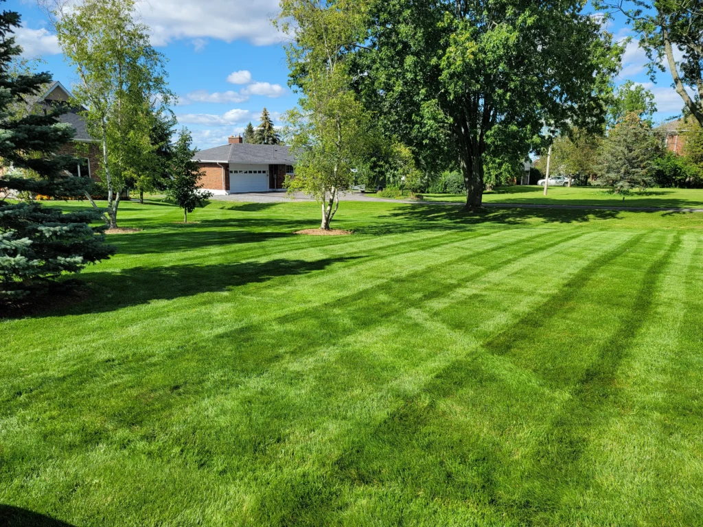 Residential Property Maintenance turf care