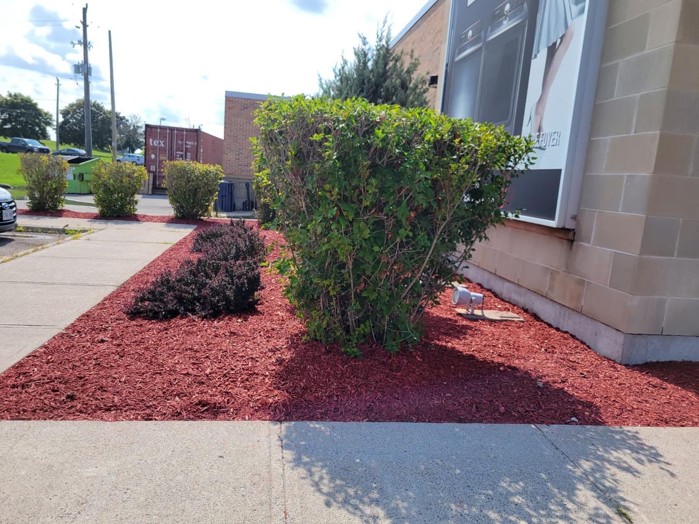 Trimmed shrub in a red-mulched bed beside a commercial building