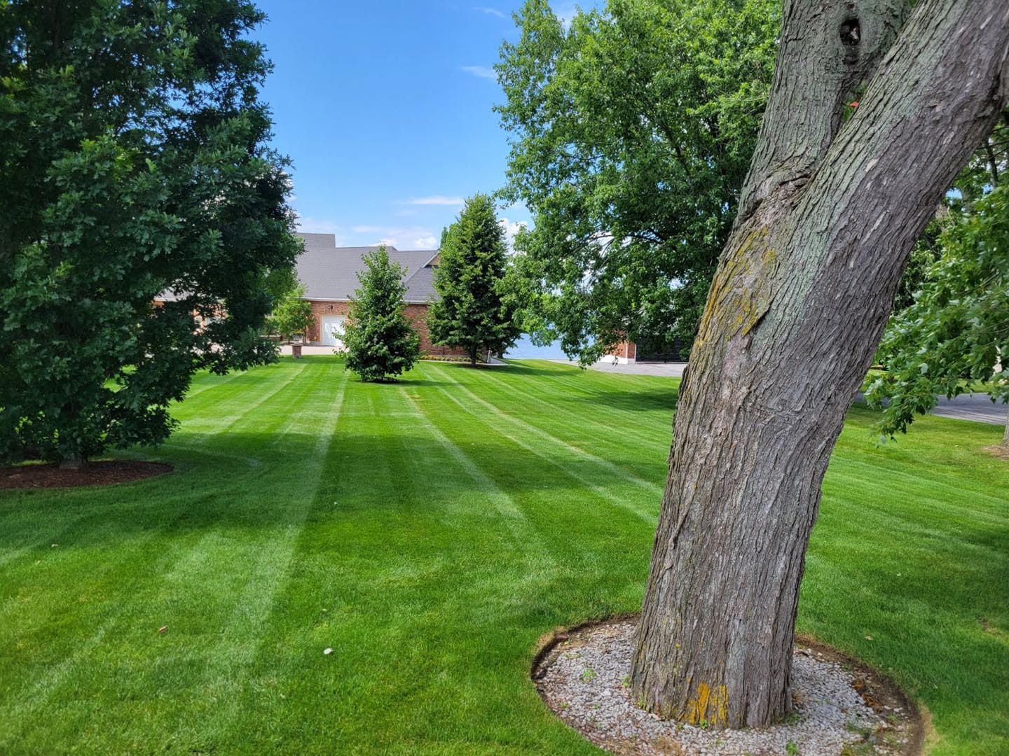 Striped lawn around a mature tree with a mulched tree ring