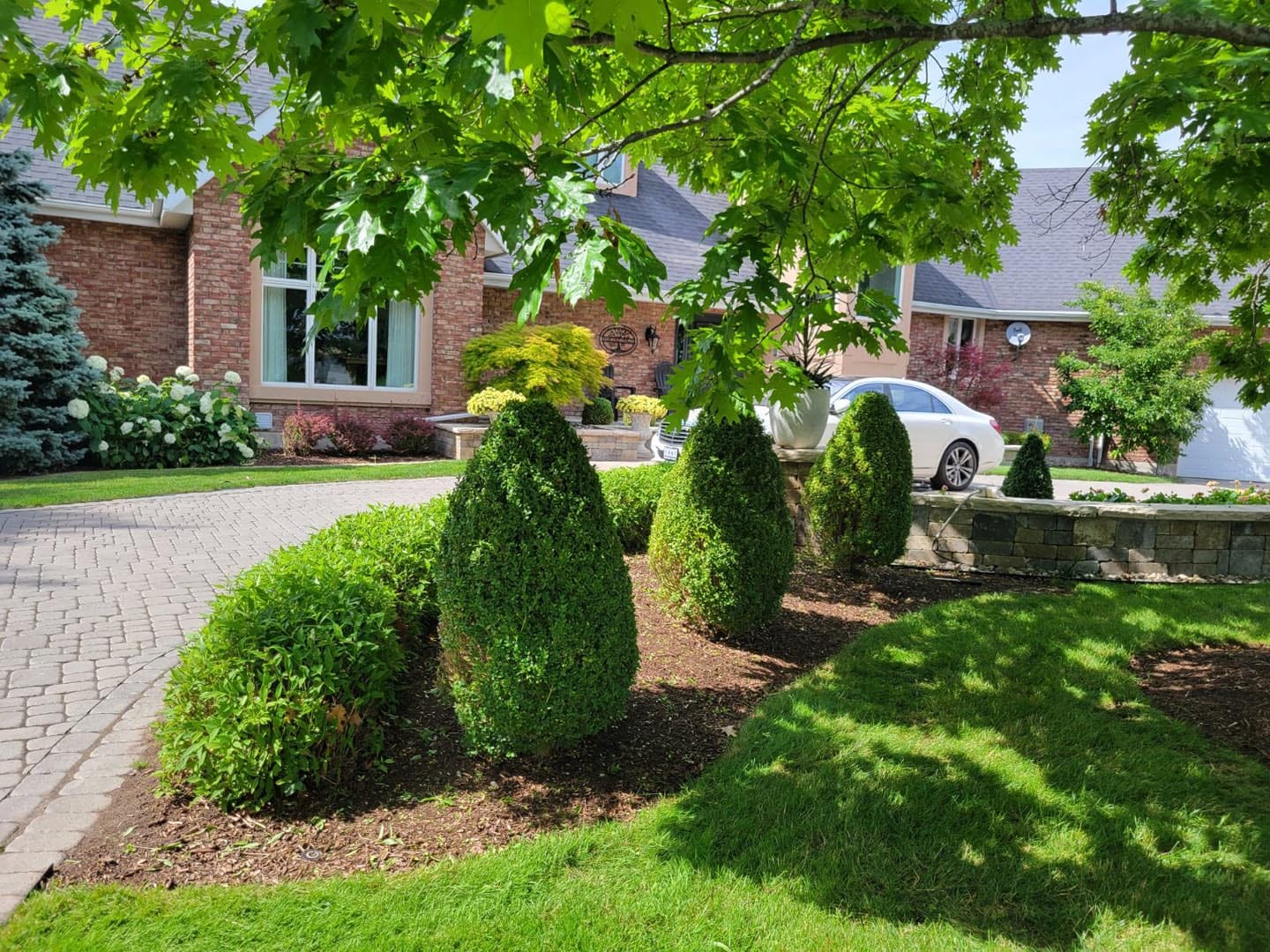 Shaped shrubs and evergreens in a front garden bed beside a driveway