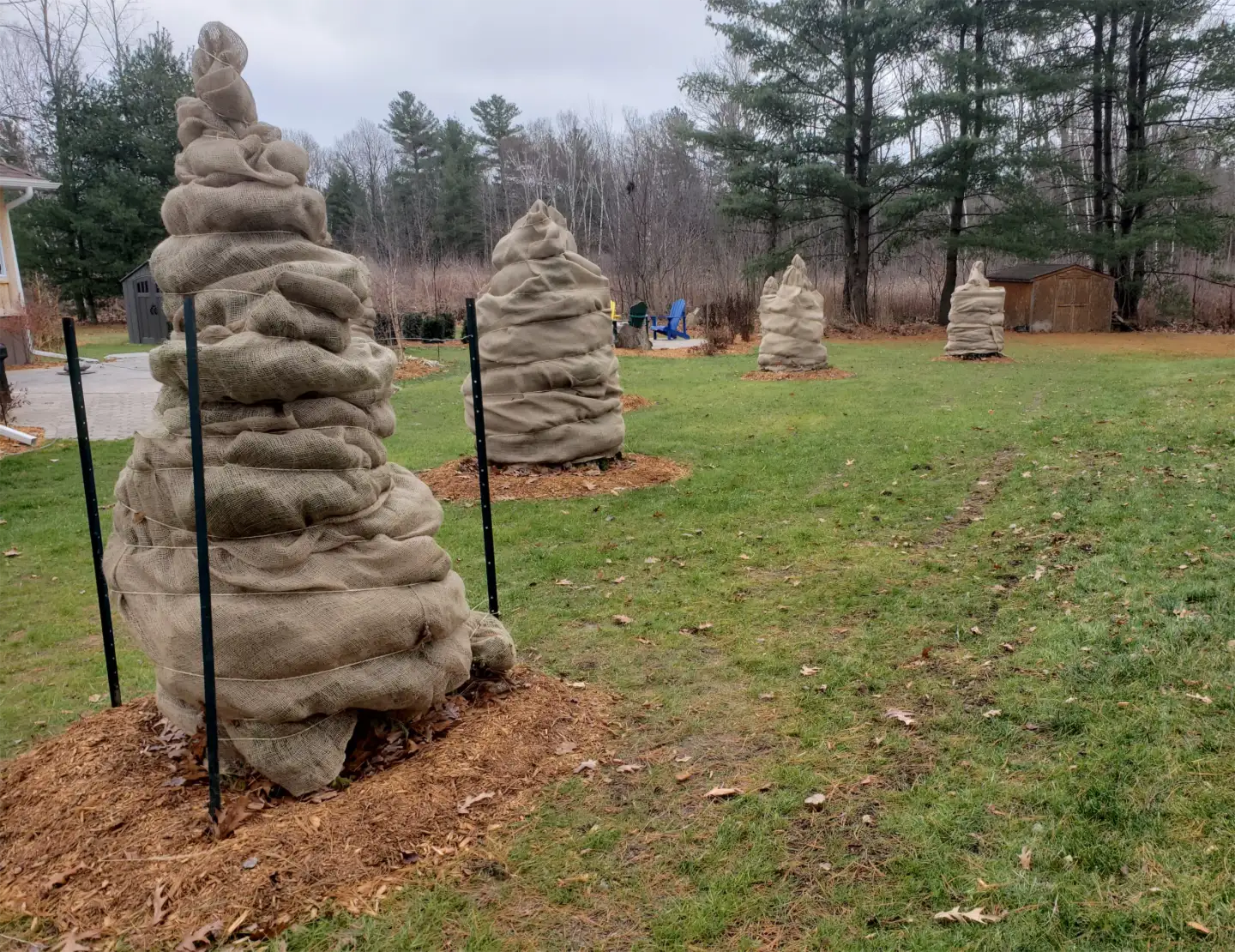 Property cleared for winter, with shrubs wrapped and leaves removed from the lawn