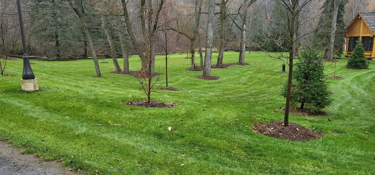 A dense, evenly cut lawn with mulched tree rings, heading into winter healthy