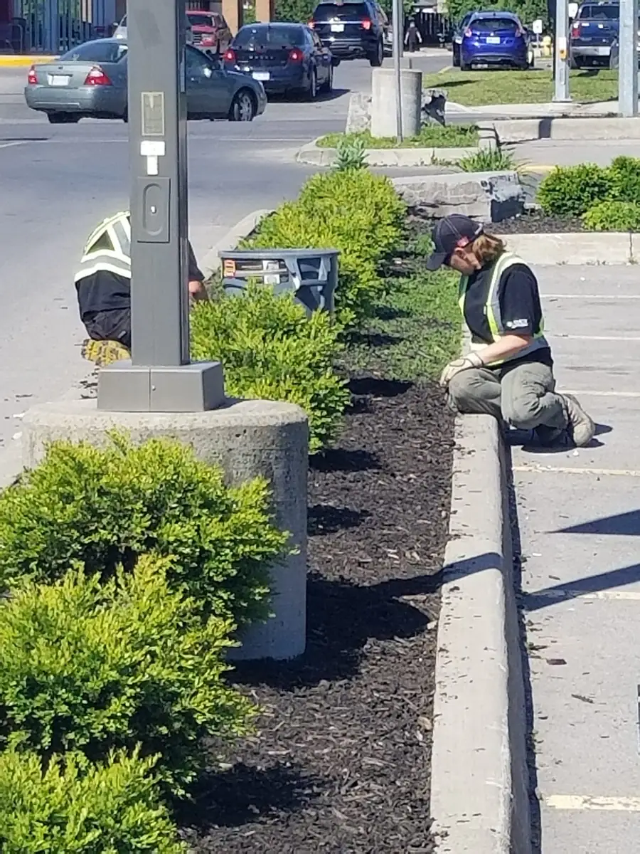 Hand-weeding a commercial bed