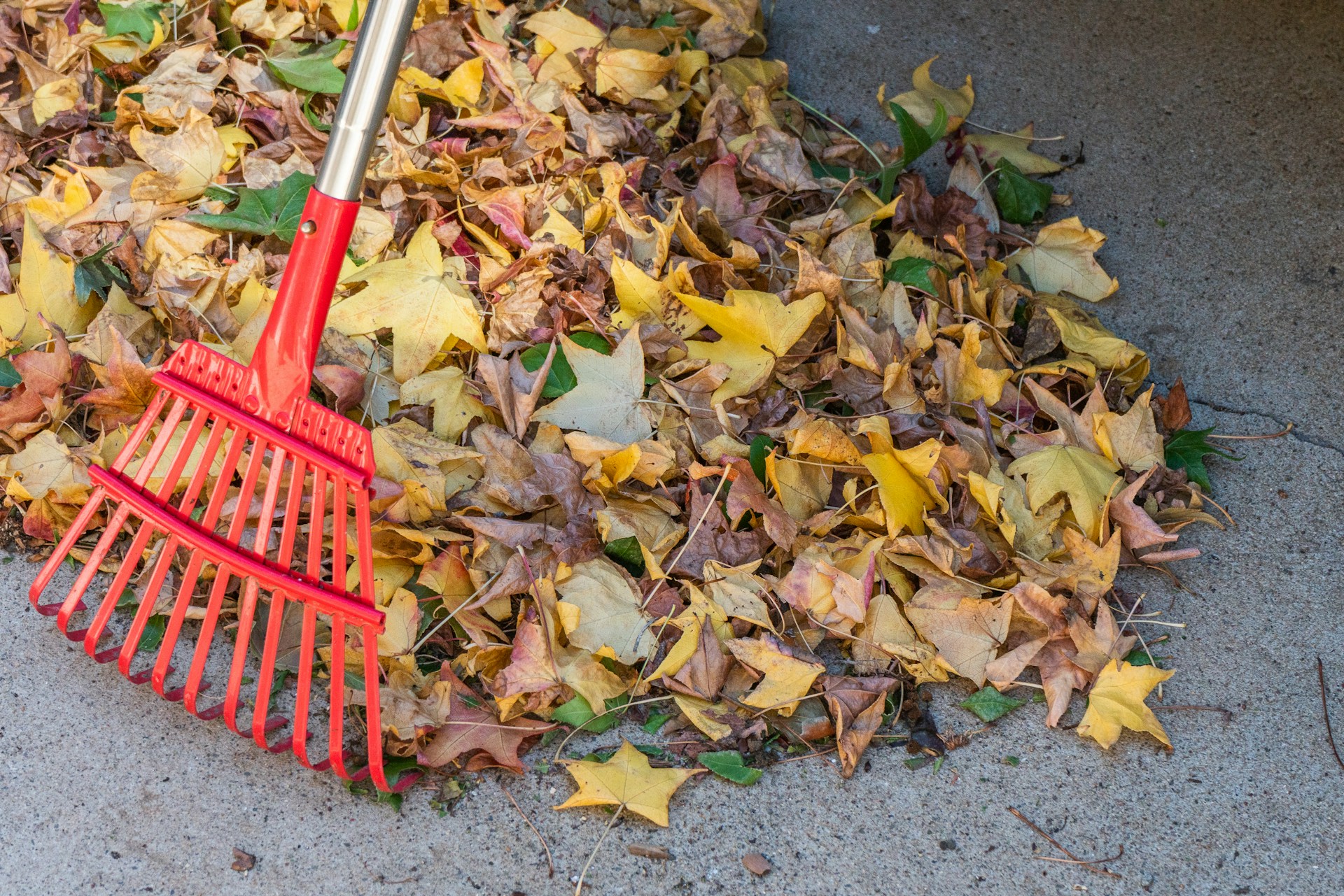 Red rake resting on a pile of fallen leaves