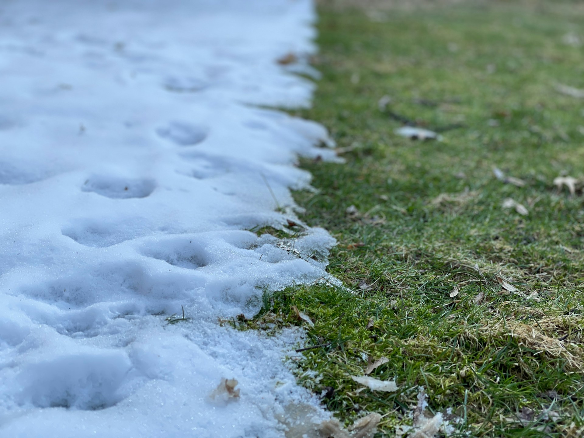 Snow melting back off a lawn in early spring